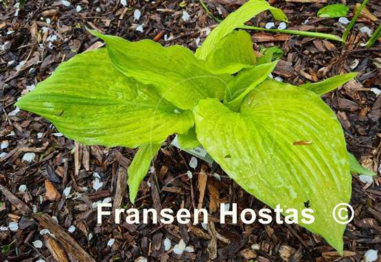 Hosta Hanjas Falls